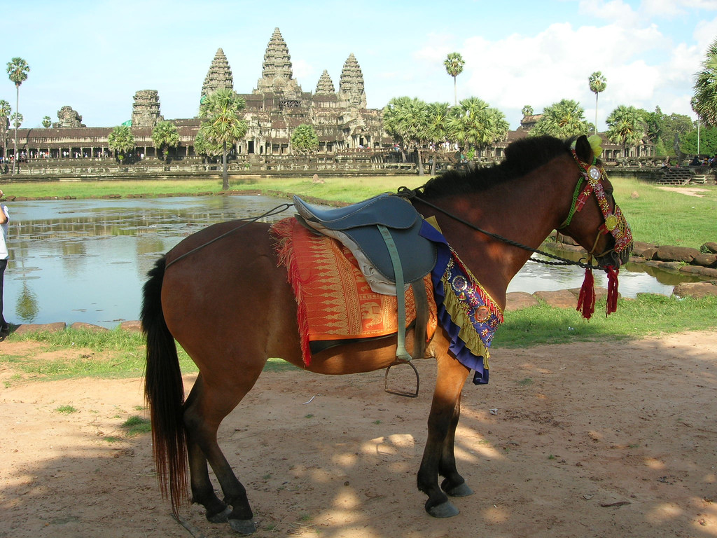 new-Horse for Rides at Angkor.jpg